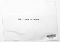 Xylaria polymorpha image